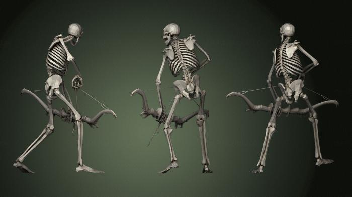Anatomy of skeletons and skulls (ANTM_1664) 3D model for CNC machine