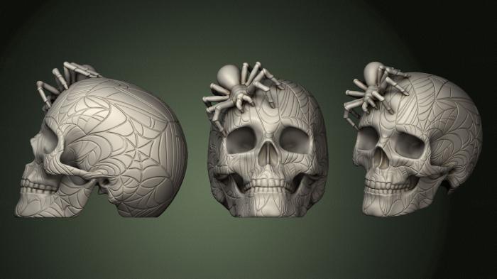 Anatomy of skeletons and skulls (ANTM_1668) 3D model for CNC machine