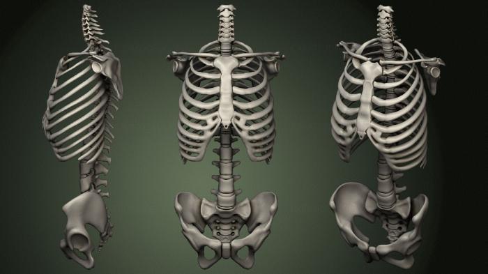 Anatomy of skeletons and skulls (ANTM_1701) 3D model for CNC machine