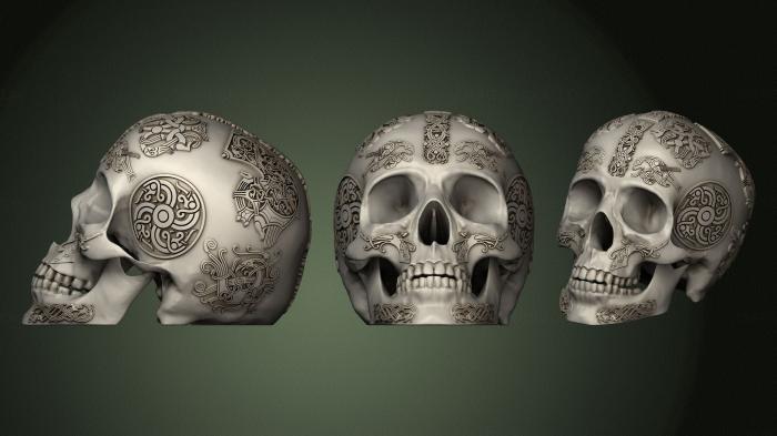 Anatomy of skeletons and skulls (ANTM_1704) 3D model for CNC machine