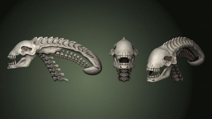 Anatomy of skeletons and skulls (ANTM_1716) 3D model for CNC machine
