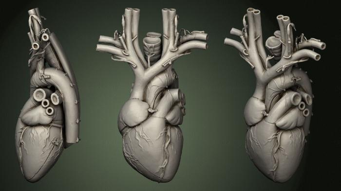 Anatomy of skeletons and skulls (ANTM_1717) 3D model for CNC machine
