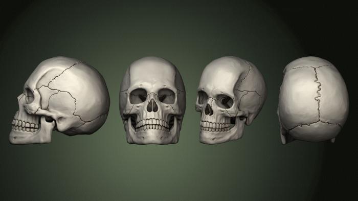 Anatomy of skeletons and skulls (ANTM_1760) 3D model for CNC machine