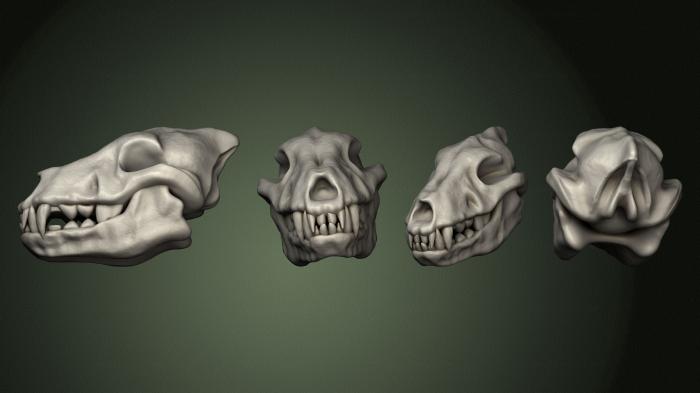 Anatomy of skeletons and skulls (ANTM_1777) 3D model for CNC machine