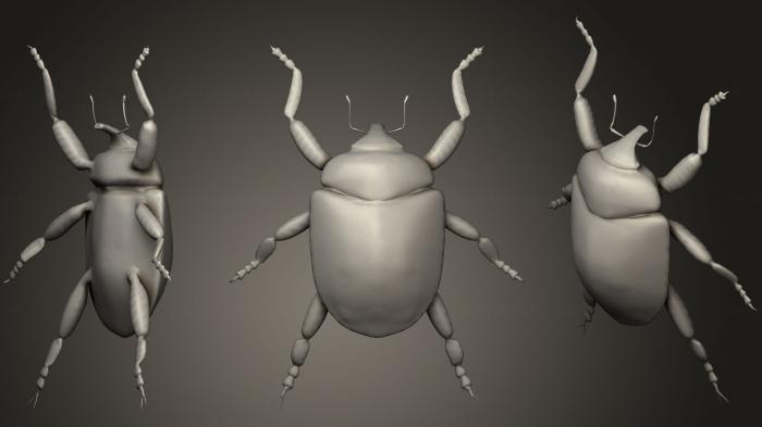 نموذج ثلاثي الأبعاد لآلة CNC الحشرات إكينوديرا هيبوكريتا