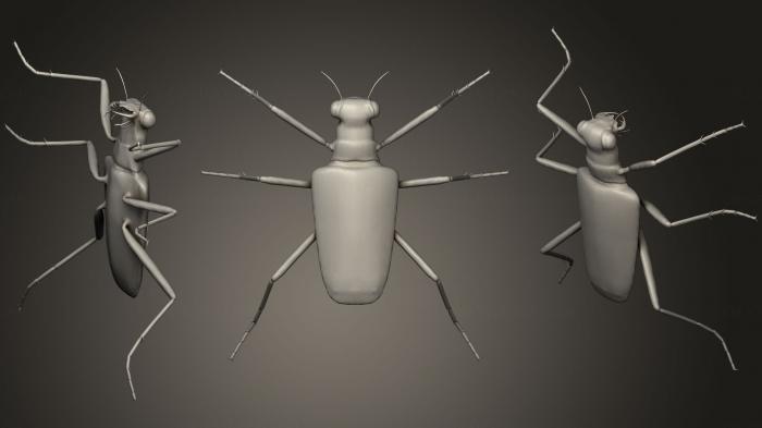 نموذج ثلاثي الأبعاد لآلة CNC الحشرات خنفساء النمر الستة المرقطة