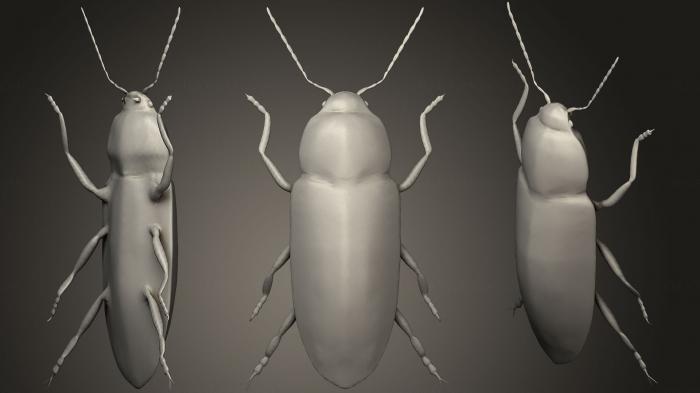 نموذج ثلاثي الأبعاد لآلة CNC الحشرات خنفساء جرامينوس كارديوفورس