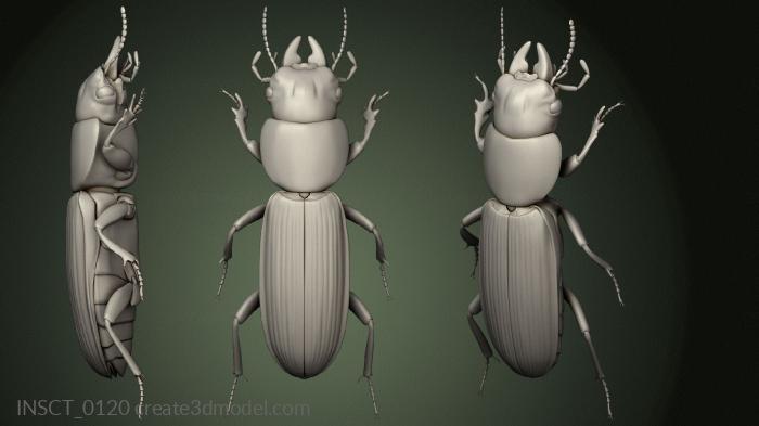 Insects (INSCT_0120) 3D model for CNC machine