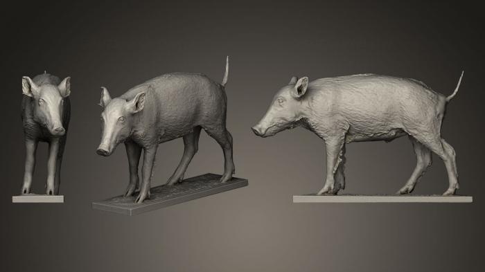 نموذج ثلاثي الأبعاد لآلة CNC التماثيل الحيوانية الخنزير البري sus Scrofa 3D